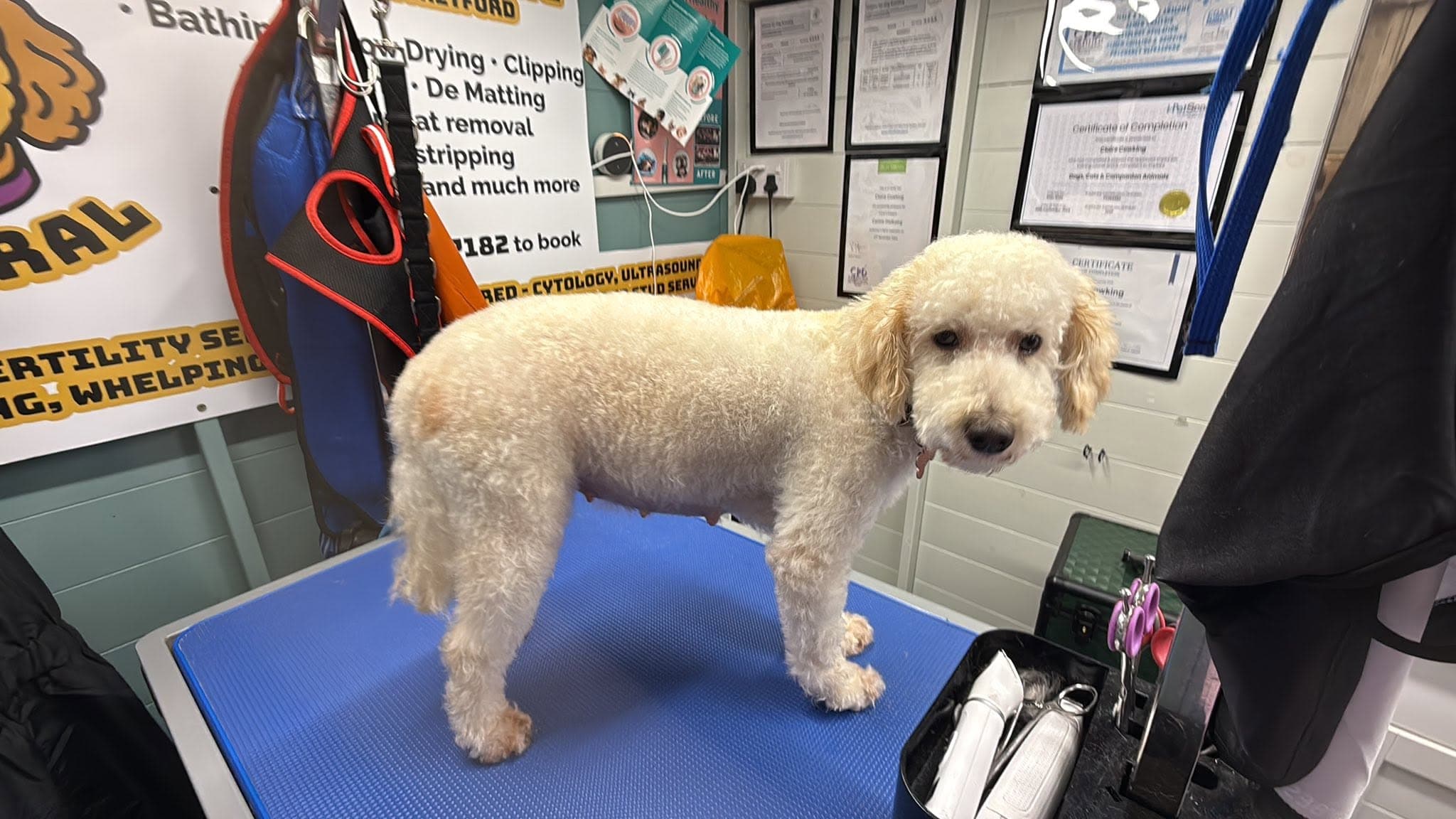 A dog on the grooming table at Pup Central