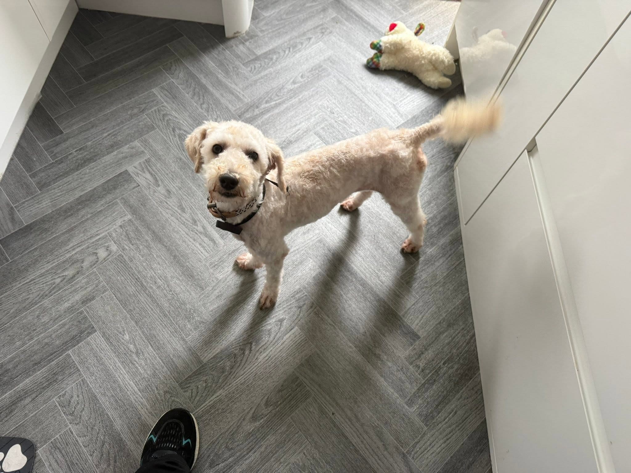 A freshly groomed dog at home