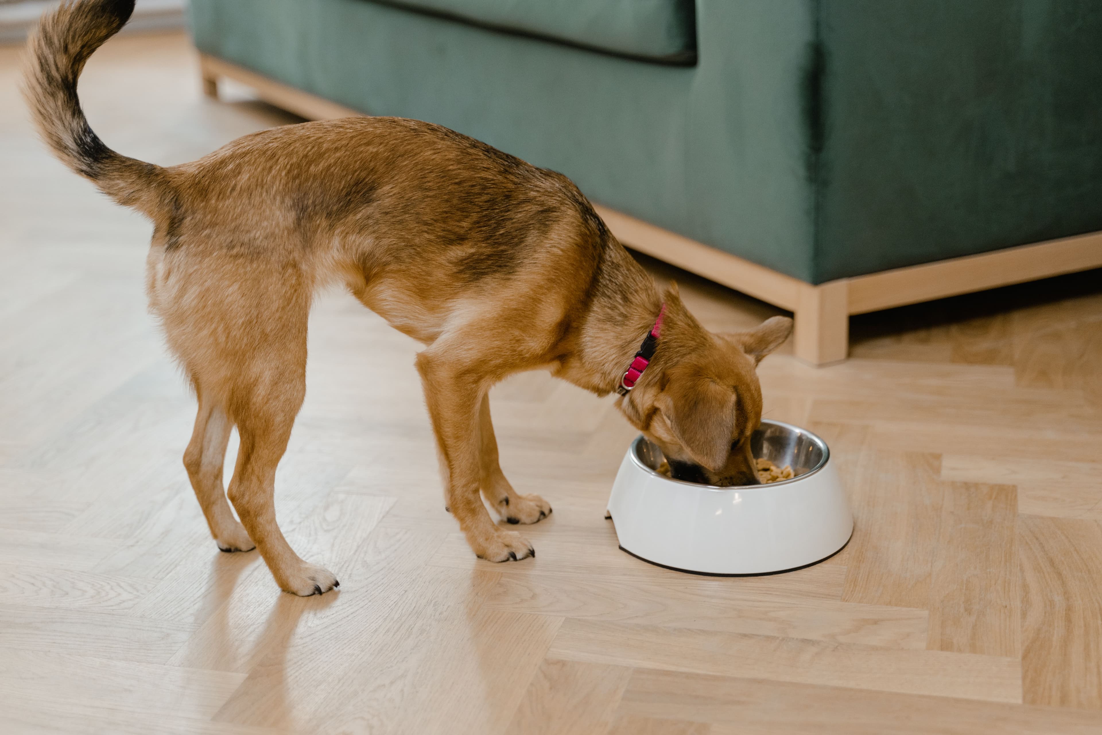 A dog enjoying dinner at home