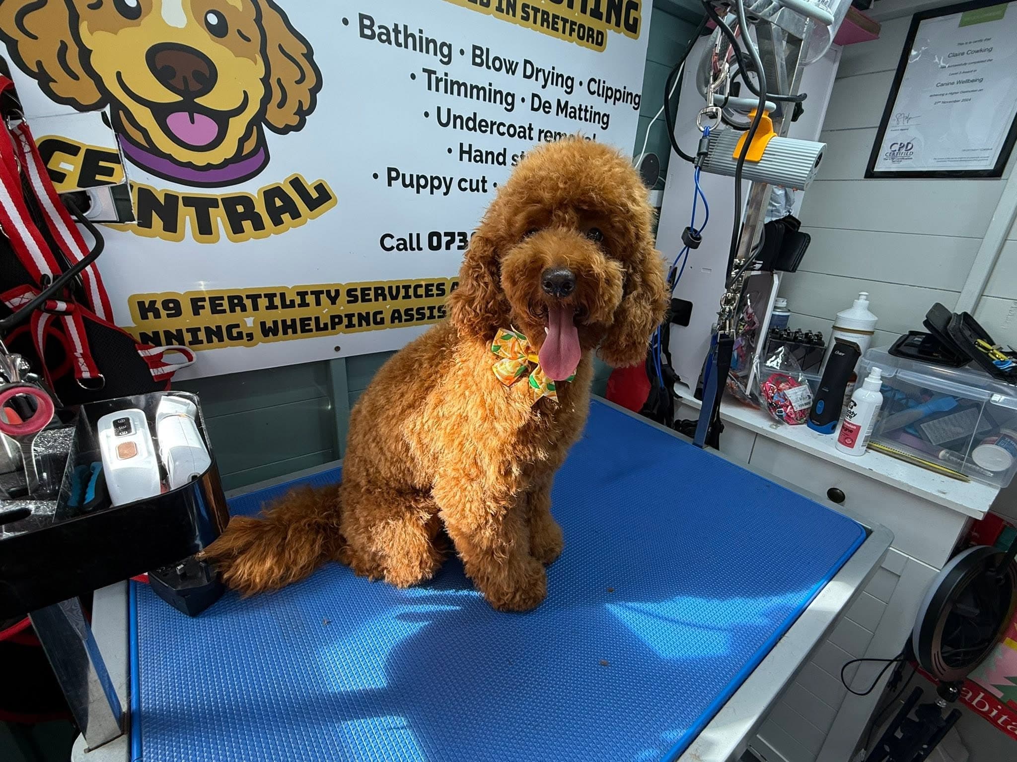 A goldendoodle on the grooming table at Pup Central