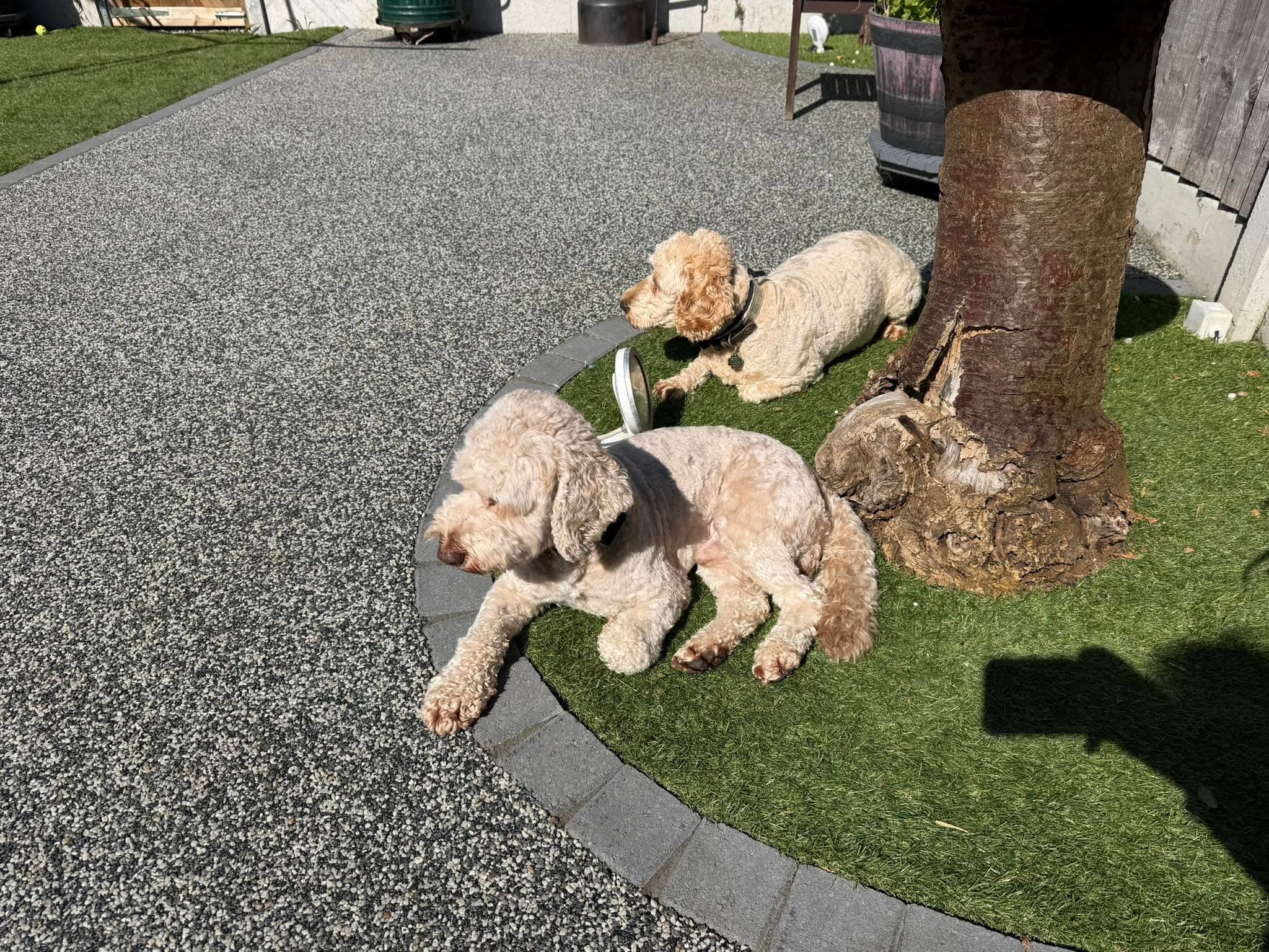 A happy dog cared for by Pup Central