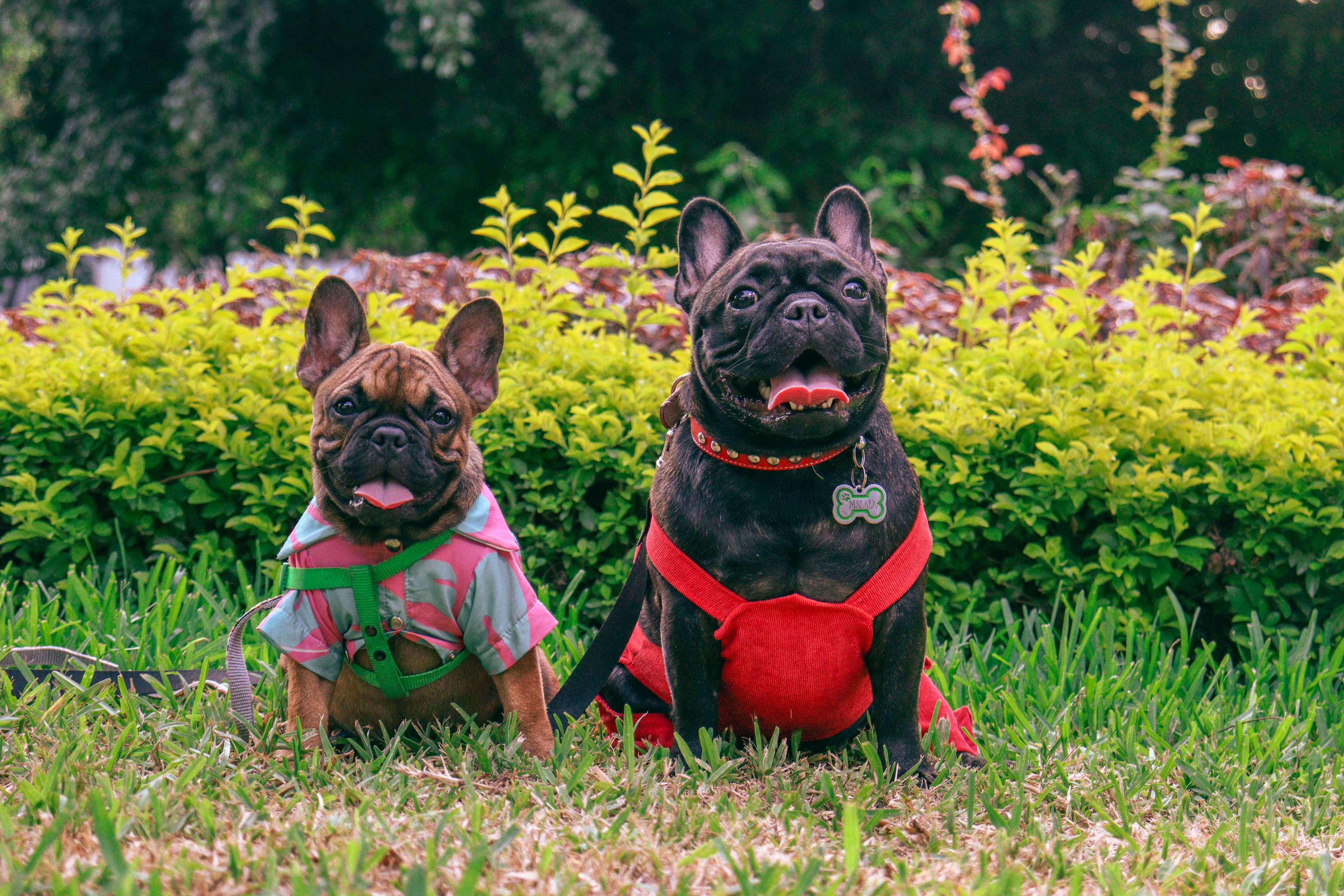 A happy dog cared for by Pup Central